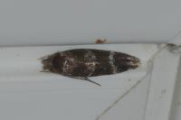 Mompha subbistrigella