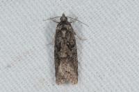 Cnephasia