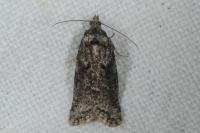 Cnephasia