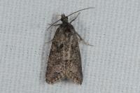 Cnephasia