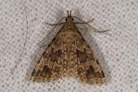Alucita hexadactyla