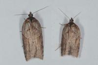 Acleris