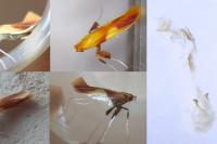 Caloptilia robustella
