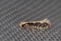 Monopis crocicapitella