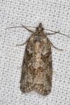 Cnephasia