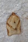 Clepsis consimilana