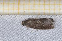 Grapholita molesta