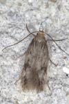 Borkhausenia nefrax