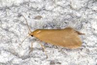 Crassa tinctella