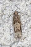 Crocidosema plebejana
