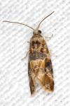 Lobesia reliquana
