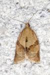 Clepsis consimilana