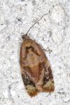 Ditula angustiorana