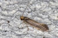 Monopis imella