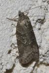 Cnephasia
