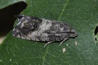 Cydia splendana