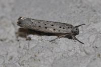 Yponomeuta sedella