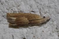 Eucosma conterminana