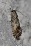 Cydia splendana