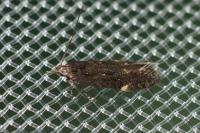 Aproaerema anthyllidella