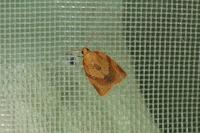 Clepsis consimilana