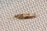 Crocidosema plebejana