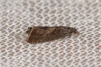 Dichrorampha acuminatana