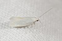 Elachista argentella