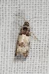 Epinotia thapsiana