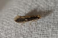 Monopis crocicapitella