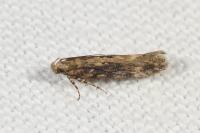 Scrobipalpa ocellatella