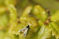 Adela reaumurella