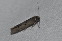Hypatopa binotella