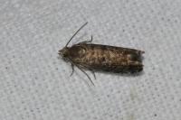 Epinotia nanana