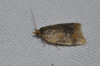 Epagoge grotiana