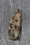 Dichelia histrionana