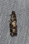 Epinotia pusillana