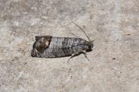 Cydia pomonella