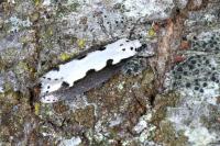 Ethmia bipunctella