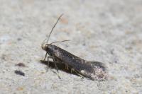 Aproaerema anthyllidella