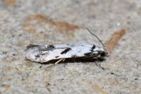 Stenolechiodes pseudogemmellus