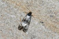 Cochylichroa atricapitana