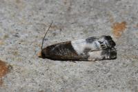 Notocelia cynosbatella
