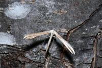 Emmelina monodactyla