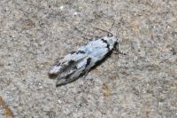 Stenolechiodes pseudogemmellus