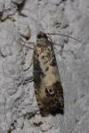 Pammene fasciana