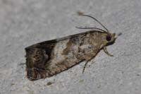 Cydia splendana