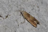 Eucosma conterminana