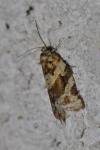Argyrotaenia ljungiana