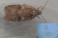 Agonopterix purpurea